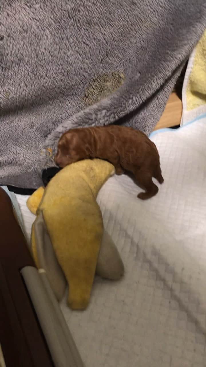 ももちゃん & まろんたんのインスタグラム：「ひなちゃんの赤ちゃん(生後5日)がベッドから出ちゃった！！ 果たしてひなちゃん(ママ)は我が子を救えるのか、、？！ #puppy #パピー #母の愛 #ドジ #笑える動画・ ・ #dog #dogs #dogstagram #poodle #poodles #poodlelove #poodleclub #toypoodle #toypoodles #toypoodlelove #toypoodleclub #east_dog_japan #all_dog_japan #ig_poodle #poodlesofficial #ふわふわ #ふわもこ部 #トイプードル #トイプードル部 #トイプードル多頭飼い #ティーカッププードル #わんこなしでは生きていけません会 #joker六本木ヒルズ店 #toypoodleofficial #犬のいる暮らし」