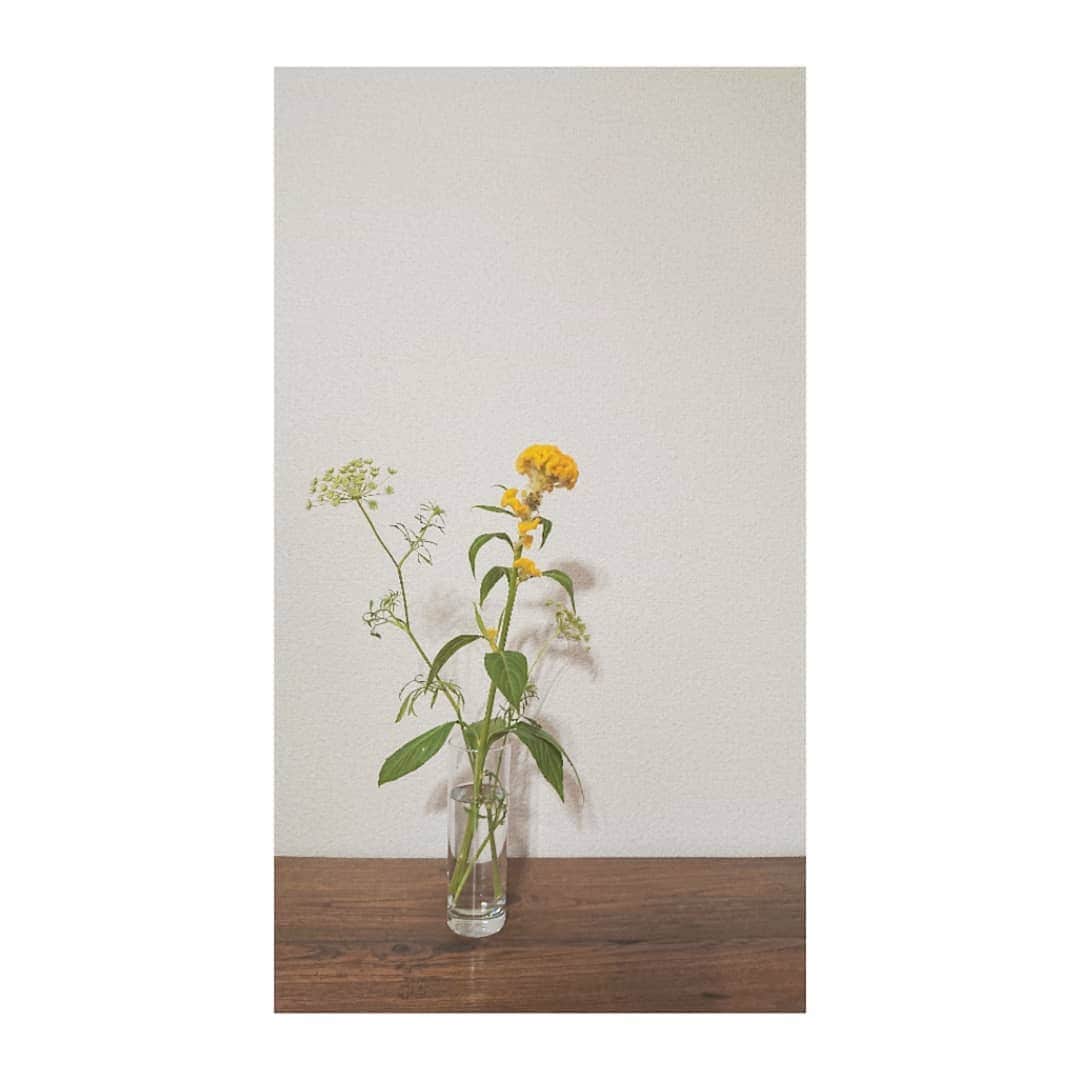 加藤沙知さんのインスタグラム写真 - (加藤沙知Instagram)「土曜日に お迎えした花。  お仕事から帰宅したら、 ケイトウの黄色が目に飛び込んできて 嬉しくなりました♪  １週間の始まり。 今週も頑張りましょう♪ . .  #花 #flower #ケイトウ . . １日の終わりは、 MRTニュースNext ご覧下さい★ (MRT 6channel  18:15～O.A.). #MRTニュースNext」6月24日 21時12分 - mrt.kato
