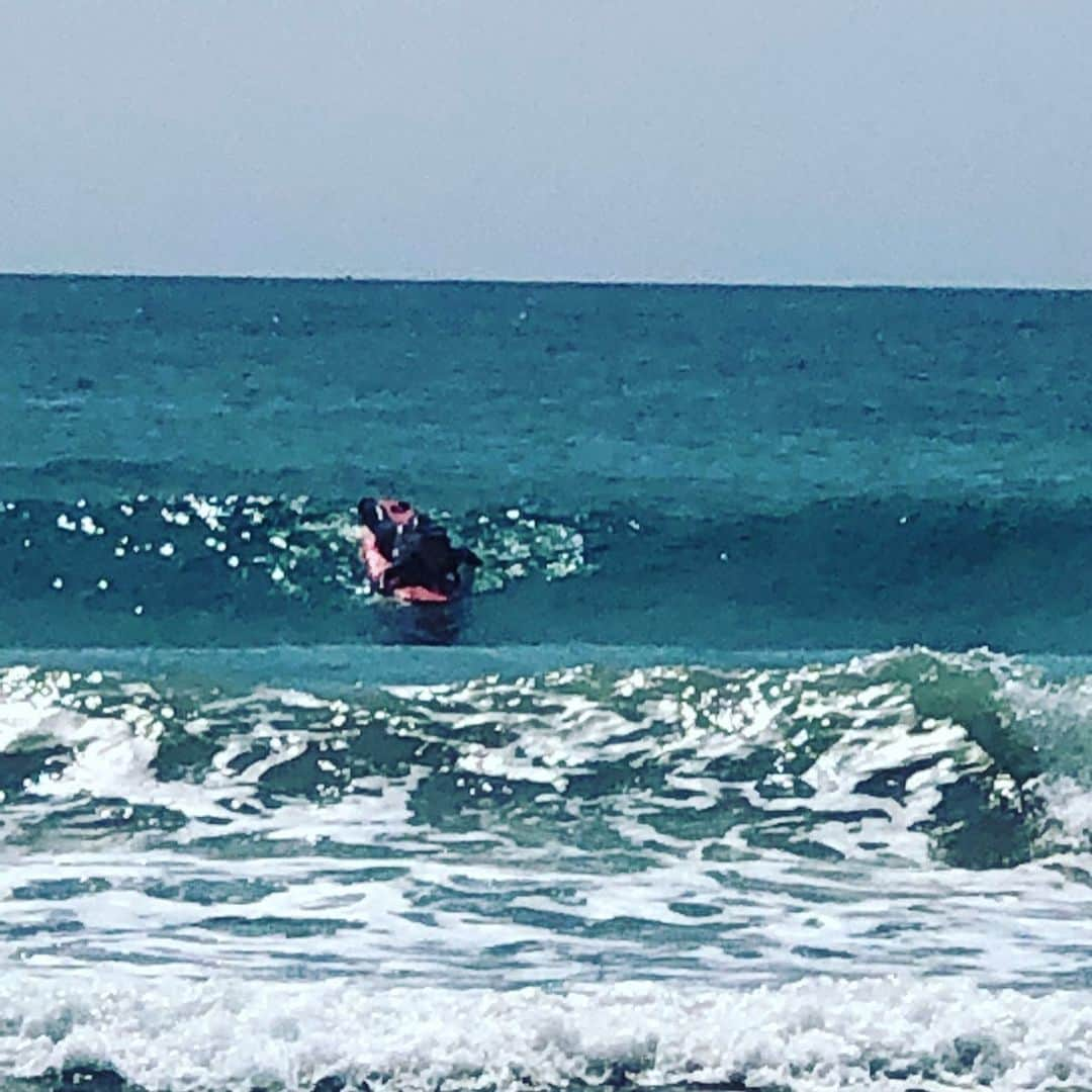 遊海 Yuumiさんのインスタグラム写真 - (遊海 YuumiInstagram)「Sunny day ☀️ First day of surf with @bossthelittlebeagle ❤️ i still cant stand up 🏄‍♀️ but soon like a pro ! 😆 photo taken by mom ❤️ finding happiness in life is wonderful ! いい天気。ボスと初サーフィン❤️ まだ立てないけど、もうすぐプロみたいに波に乗れるように頑張ろー。 ボスちゃんも初波乗り〜 人生楽しいこと作らなきゃね❤️#surfing #fingershape #surf #love #ocean #peace #peacemaker #hobby #joy #surfergirl #beagle」6月24日 21時44分 - yuumi_kato