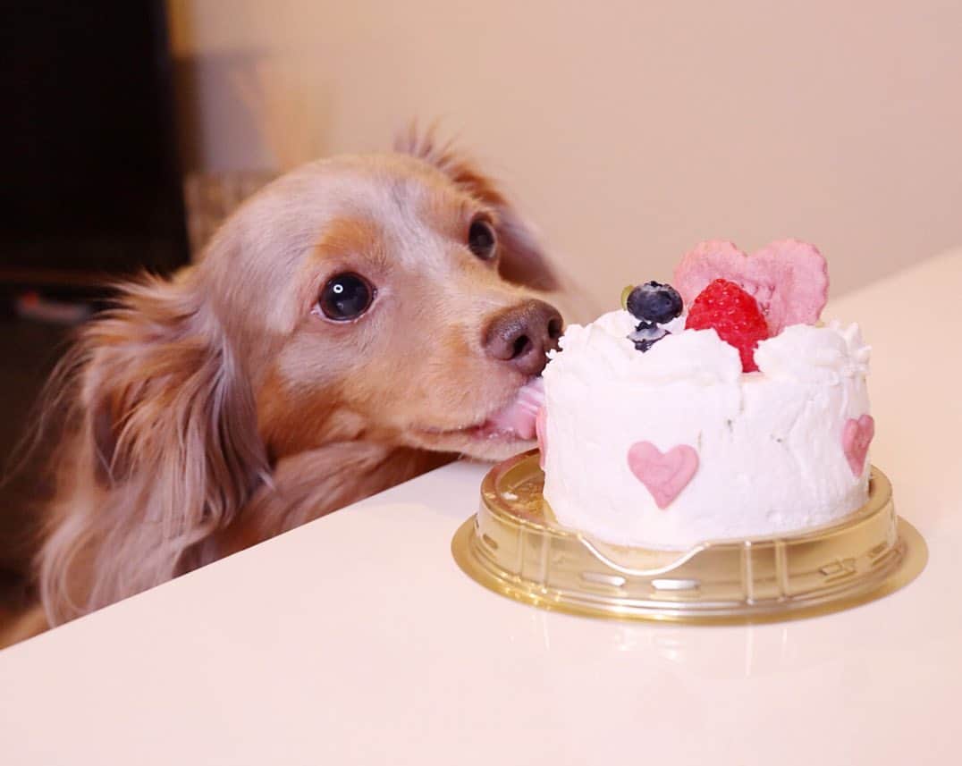 西川瑞希（みずきてぃ）さんのインスタグラム写真 - (西川瑞希（みずきてぃ）Instagram)「happy birthday my baby...🐶🍰 4th♡♡♡ . 今月の22日は愛するティアちゃんのお誕生日だったのでお仕事終わりにケーキ買いに行ってお祝いしたよ✨美味しそうに食べてくれてシアワセ気分//☺︎ . プレゼントはオモチャと、暑くなってきたから可愛い冷んやりマット🎁しっぽフリフリして喜んでくれるのが可愛くて仕方ない♡ . ティアちゃんがお家に来てくれて本当に本当に良かった//これからもいっぱい色んな思い出つくろうね💋らぶっ . #mybaby #love #happytime #6月22日 #お誕生日おめでとう #ケーキ #ティアちゃん」6月24日 21時50分 - mizuki_nishikawa_