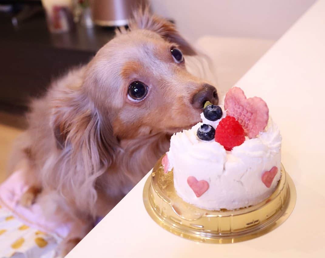 西川瑞希（みずきてぃ）さんのインスタグラム写真 - (西川瑞希（みずきてぃ）Instagram)「happy birthday my baby...🐶🍰 4th♡♡♡ . 今月の22日は愛するティアちゃんのお誕生日だったのでお仕事終わりにケーキ買いに行ってお祝いしたよ✨美味しそうに食べてくれてシアワセ気分//☺︎ . プレゼントはオモチャと、暑くなってきたから可愛い冷んやりマット🎁しっぽフリフリして喜んでくれるのが可愛くて仕方ない♡ . ティアちゃんがお家に来てくれて本当に本当に良かった//これからもいっぱい色んな思い出つくろうね💋らぶっ . #mybaby #love #happytime #6月22日 #お誕生日おめでとう #ケーキ #ティアちゃん」6月24日 21時50分 - mizuki_nishikawa_