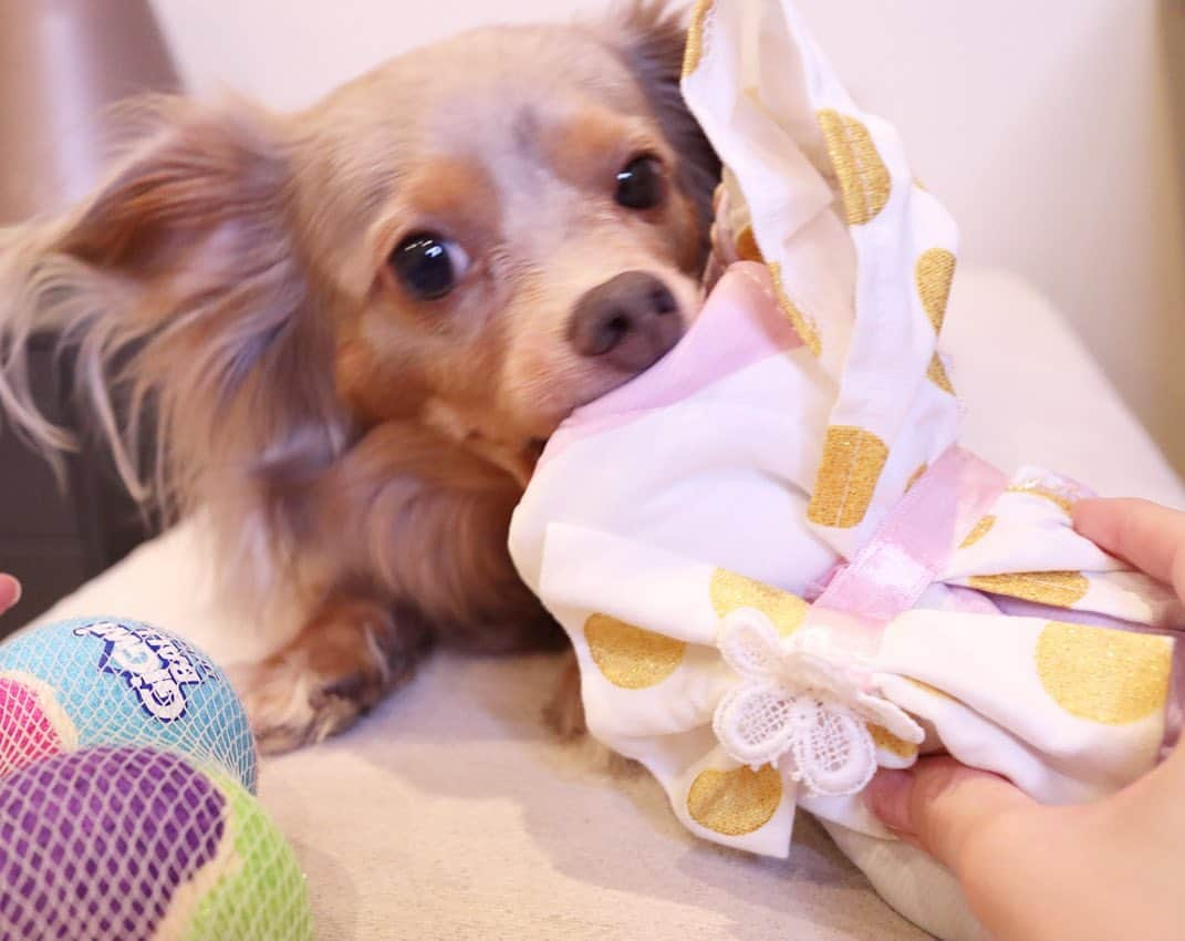 西川瑞希（みずきてぃ）さんのインスタグラム写真 - (西川瑞希（みずきてぃ）Instagram)「happy birthday my baby...🐶🍰 4th♡♡♡ . 今月の22日は愛するティアちゃんのお誕生日だったのでお仕事終わりにケーキ買いに行ってお祝いしたよ✨美味しそうに食べてくれてシアワセ気分//☺︎ . プレゼントはオモチャと、暑くなってきたから可愛い冷んやりマット🎁しっぽフリフリして喜んでくれるのが可愛くて仕方ない♡ . ティアちゃんがお家に来てくれて本当に本当に良かった//これからもいっぱい色んな思い出つくろうね💋らぶっ . #mybaby #love #happytime #6月22日 #お誕生日おめでとう #ケーキ #ティアちゃん」6月24日 21時50分 - mizuki_nishikawa_