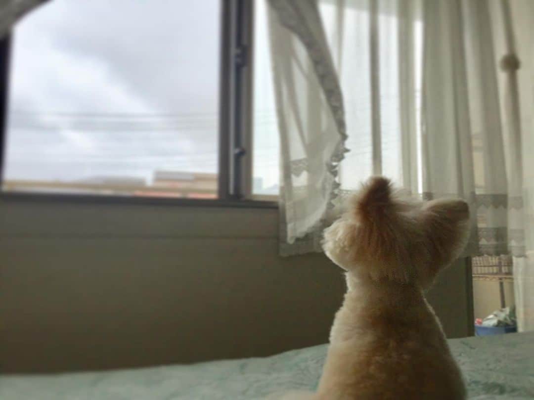 山中崇史のインスタグラム：「梅雨空を眺めながら、窓からもれ聞こえる音に聞き耳を立て、妻の帰りを待つ愛犬。 #いぬ #犬 #dog」