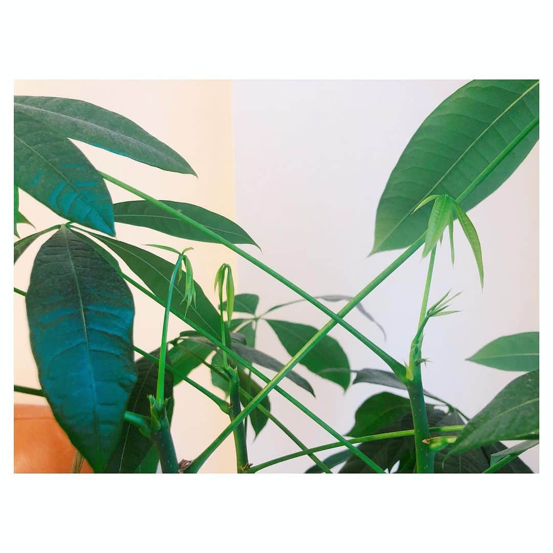 色紙千尋さんのインスタグラム写真 - (色紙千尋Instagram)「今年もお迎えしました🌿ドウダンツツジ✨お花と違ってかなり持つので嬉しい☺️ 相変わらずモリモリのパキラさん🌱上のあたり、ちいさい子たちが誕生してものすごいスピードで成長していっています✊生命力がすごい👏 #ドウダンツツジ #パキラ #緑のある暮らし #観葉植物 #枝物 #夏 #ボーリューミーすぎるので花瓶わけようかな」6月24日 12時59分 - shikishi_chihiro