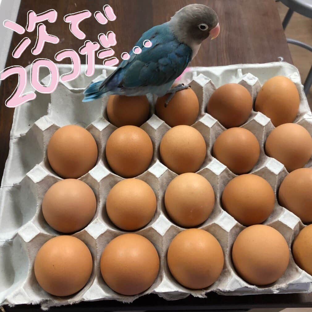 新井恵理那さんのインスタグラム写真 - (新井恵理那Instagram)「ラピスがうんだ…にしてはデカすぎるっっ！(*'ω'*)笑 笑 たくさん卵をもらったので遊んじゃいました( ＾∀＾) #ブルーボタンインコ #ラピス #たまご #新井恵理那」6月24日 13時02分 - elina_arai