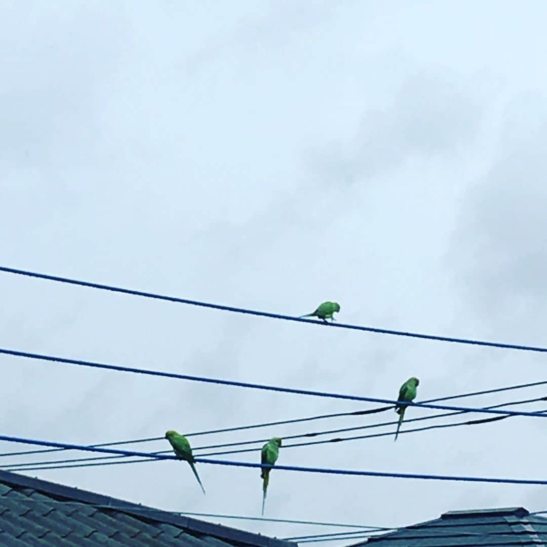 井上荒野さんのインスタグラム写真 - (井上荒野Instagram)「インコ(オウム？)たち。ヒッチコックみたい。」6月24日 14時04分 - arereno