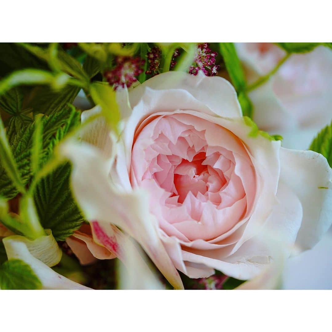 石井美保さんのインスタグラム写真 - (石井美保Instagram)「お誕生日に沢山の温かいコメントをありがとうございました。 今から出発して大好きな場所へ🛫 お花は 新しく麻布十番にできた @migiwa_flower さんのアレンジメント。 @yumisaitoparis さんのところで学ばれたパリスタイルのお花が素敵。カフェの中にあるりお花やさんだそうです。」6月24日 14時19分 - miho_ishii