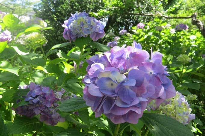 Soka Universityさんのインスタグラム写真 - (Soka UniversityInstagram)「Campus Seasonal Photos June ③ 丹木の歳時記 水無月③ ⑴ 赤立羽❶(アカタテハ・Akatateha) ⑵ 赤立羽❷ ⑶ 三筋蝶(ミスジチョウ・Misujichou) ⑷ ダイミョウセセリ・Daimyouseseri) ⑸ 下野&ササグモ(シモノ&ササグモ・Shimono & ササグモ) ⑹ 丘虎の尾(オカトラノオ・Okatoranoo) ⑺ 夏椿(ナツツバキ・Natsutsubaki) ⑻ 紫陽花❶(アジサイ・Ajisai) ⑼ 紫陽花❷ ⑽ 紫陽花❸ #discoversoka #sodaigram #sokauniversity #hachioji #tokyo #japan #university #campus #global #international #environment #beautiful #創価大学 #八王子 #東京 #大学 #キャンパス #環境 #自然 #美しい」6月24日 14時18分 - sokauniversity