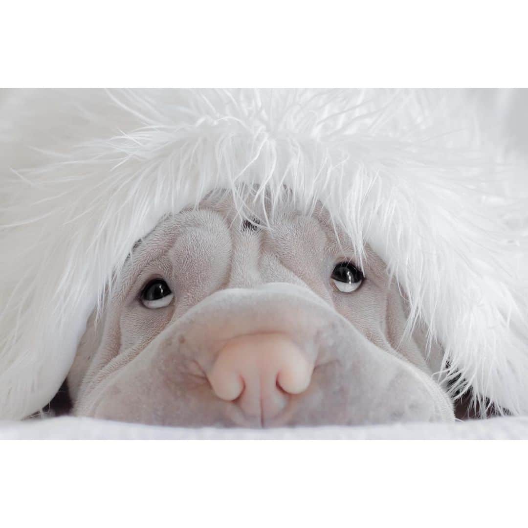 annie&pADdinGtoNさんのインスタグラム写真 - (annie&pADdinGtoNInstagram)「Hide and seek #nowalkiestoday #toocold #tasmania #poorlamby #winterinaustralia #sharpei #sharpeisofinstagram #wrinkles #hide #love #dog #dogs #dogsofinstagram #topdog #instagood #weeklyfluff #hideandseek #iloveyoutothemoonandback」6月24日 14時52分 - anniepaddington