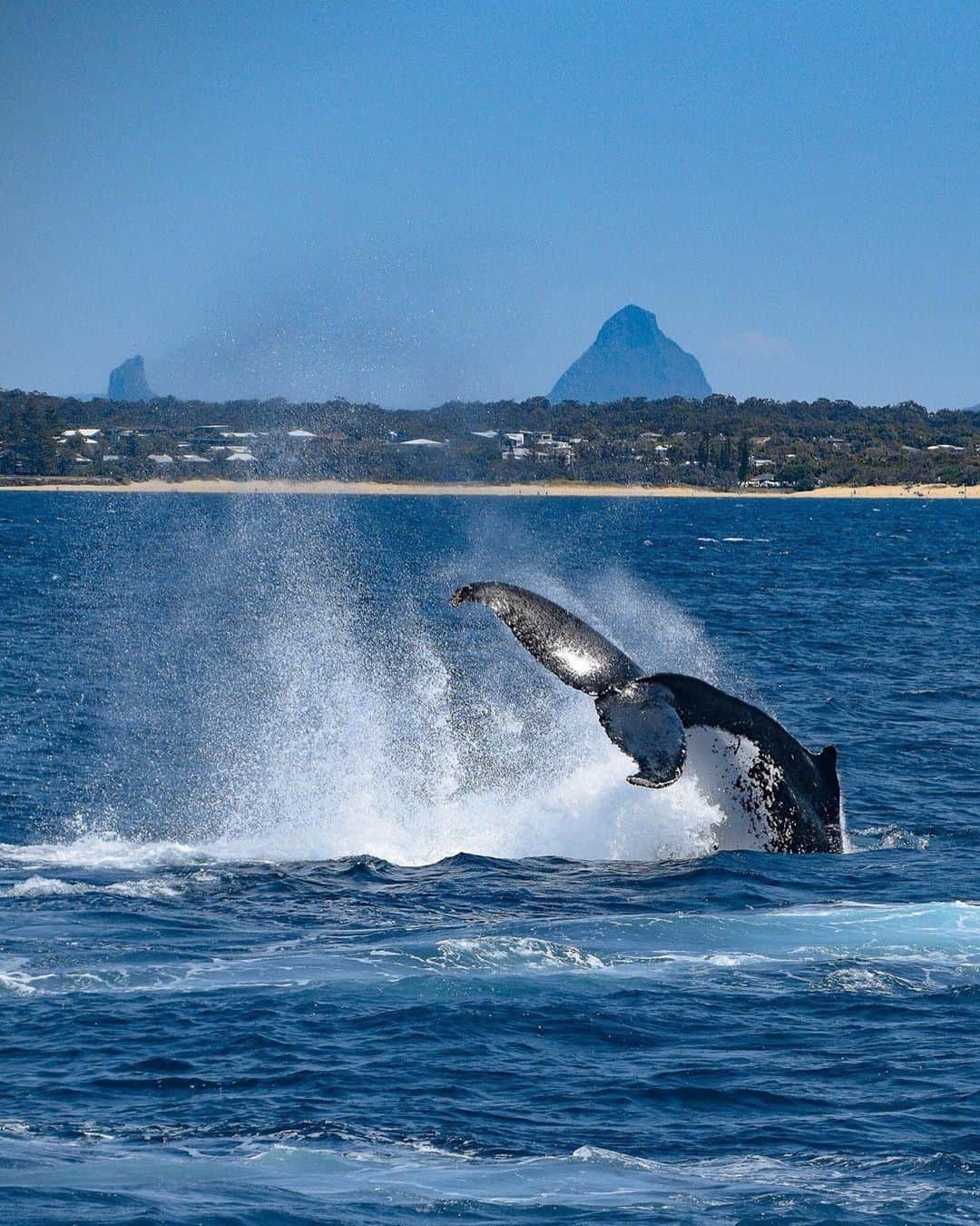 Australiaさんのインスタグラム写真 - (AustraliaInstagram)「Whale done on that breach! 👏🏻 #Whalewatching season is well and truly underway on @visitsunshinecoast, with @whaleone_mooloolaba capturing amazing #whale sightings like this on the daily. The annual #humpbackwhale migration from Antarctica generally arrives in @queensland by June and returns south from September to November, so you have a few months to spot them along the coast. Starting from July, you can also book the ‘swimming with humpback whales’ tour with @sunreef_mooloolaba, a rare and special experience that allows you to get up close and personal with these majestic sea mammals.  #seeaustralia #thisisqueensland #visitsunshinecoast #travel #wildlifephotography」6月24日 15時00分 - australia