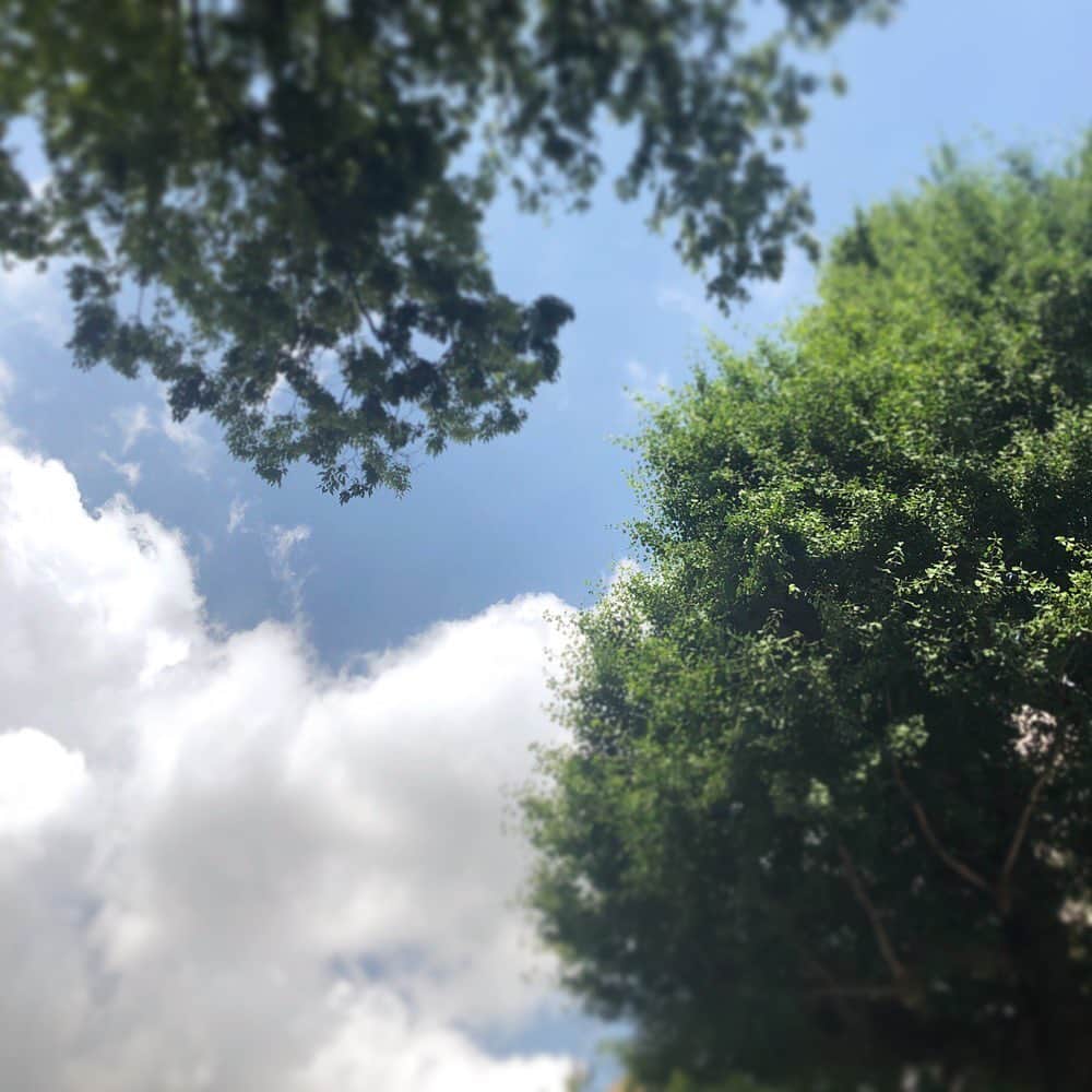 八芳園さんのインスタグラム写真 - (八芳園Instagram)「【季節の変わり目】  先程までの雨が上がり 突然青空が広がってきました。 空も木々も雨に洗われて 夏の近づきを感じます。  梅雨から夏へ 季節の変わり目を愉しむのは 古来から日本人の得意な事でした。  今週末28日には そんな季節の変わり目を 冷たい和菓子作り、冷たい日本茶作り、 浴衣に合う根付け作りなどで とことん愉しむ粋なイベントを開催します。  急な雨に気をつけつつ 季節の変わり目を一緒に楽しみましょう。  #八芳園 #庭園 #イベント #結婚式 #披露宴 #顔合わせ #カフェ #和食 #料亭 #オーガニック #梅雨 #自然栽培 #白金台 #高輪 #パーティ #ブラタモリ #happoen  #garden #mice #wedding #party #event #teaceremony #greentea #tokyo #shirokanedai #takanawa」6月24日 15時17分 - happoen