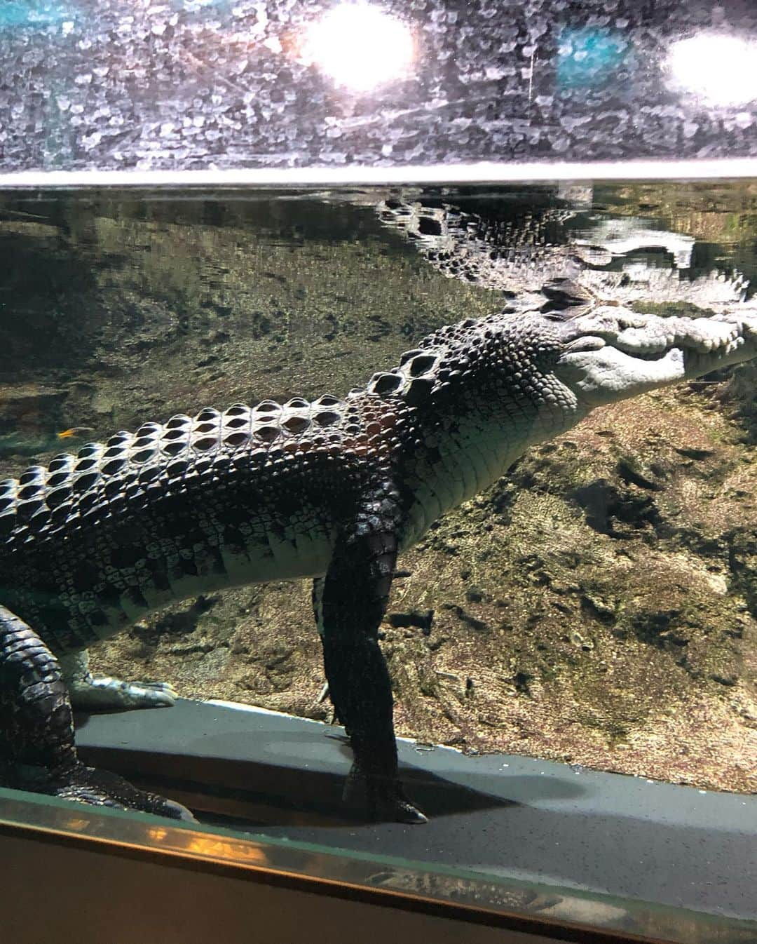 井上香織さんのインスタグラム写真 - (井上香織Instagram)「2019.6.24 須磨海浜水族園ー🐟🐡🐍☀️🍦 ・ 4枚目のワニ🐊何か不気味。 あんなに近くで見たの初めてで怖かったなぁ。 ・ 6枚目のスッポン🐢 いつもサプリメントで飲んでます♡🙏 ・ 7枚目昆布みたいな魚だったなぁ。 ・ 8枚目は2匹のカエル、どこにいるか分かった人は凄いです！！ ・ 9枚目亀ってこんなに首伸びるの！？ ・ 10枚目娘とリンクコーデ♡👚 ・ #須磨海浜水族園 #イルカショー時間ピッタリ #珍しい生き物たくさんいました #楽しい時間 #家族時間 #のんびり #ワニが衝撃的だった」6月24日 15時51分 - kaorin888