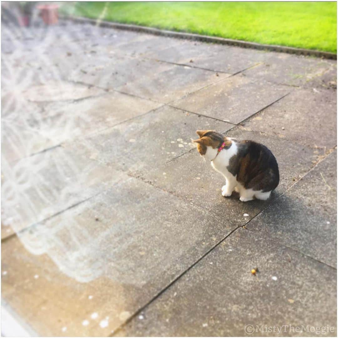 Misty The Moggieさんのインスタグラム写真 - (Misty The MoggieInstagram)「Recently Misty has been infatuated with this slab of paving staring at the cracks! What do you think she can see that we can’t??」6月24日 16時13分 - mistythemoggie