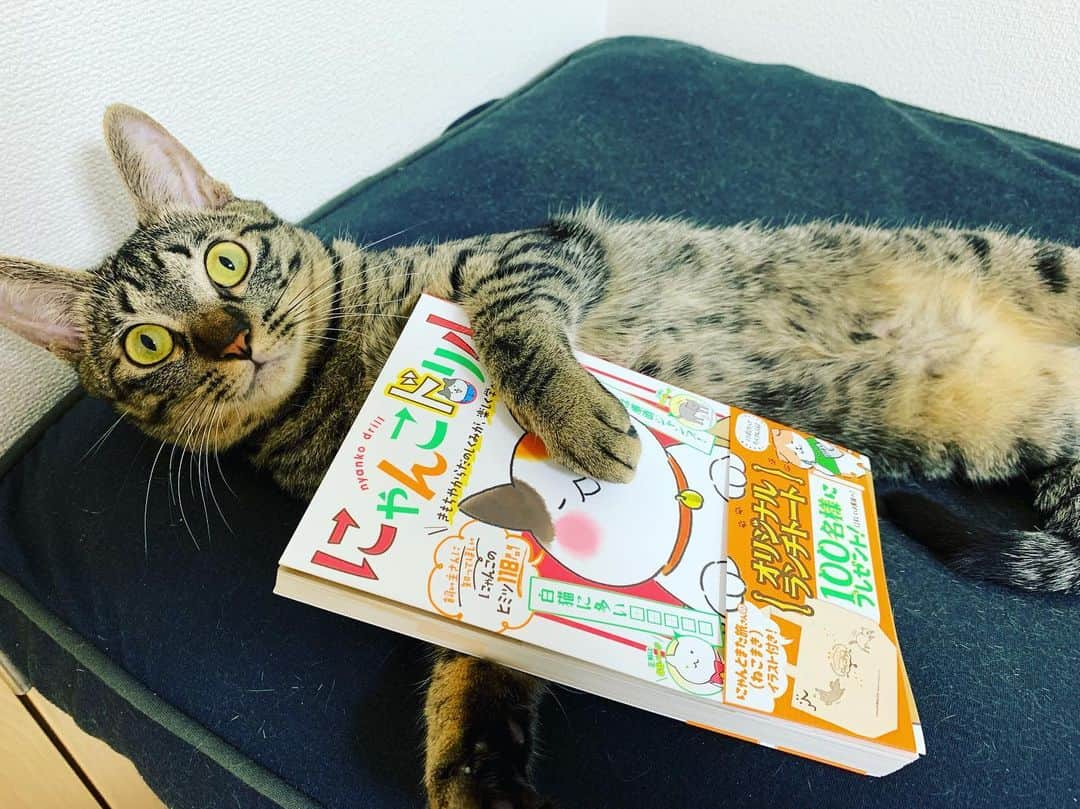 亜生さんのインスタグラム写真 - (亜生Instagram)「にゃんこドリル。 猫の秘密が118問もある。 猫って118も秘密あるん。 アメリカ合衆国くらい秘密ある。 #にゃんこドリル #ずっと読める」6月24日 16時33分 - aseihurricane