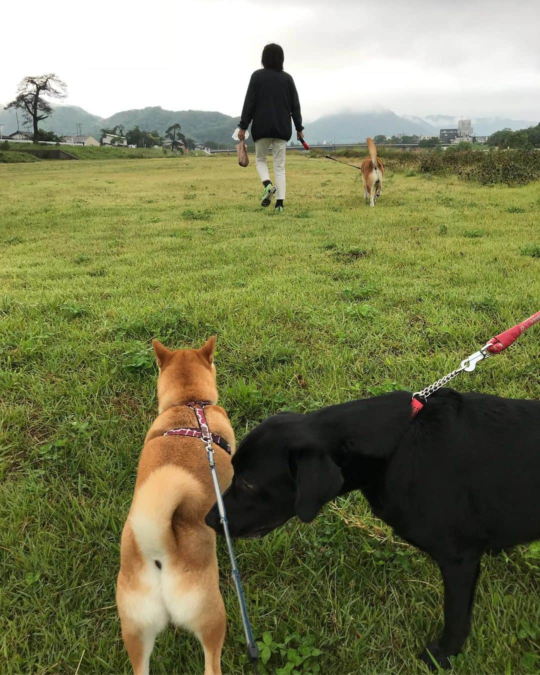 高橋みゆきさんのインスタグラム写真 - (高橋みゆきInstagram)「ちょっと山形へ💨さくらんぼ狩りしちゃった🍒 3匹でお散歩🐶🎶 #山形 #さくらんぼ🍒 #佐藤錦 #賑やか #心ノ祐の坊主が可愛すぎる #家に帰ってきたらさくらんぼ届いてた🍒」6月24日 16時34分 - shin_miyukichi