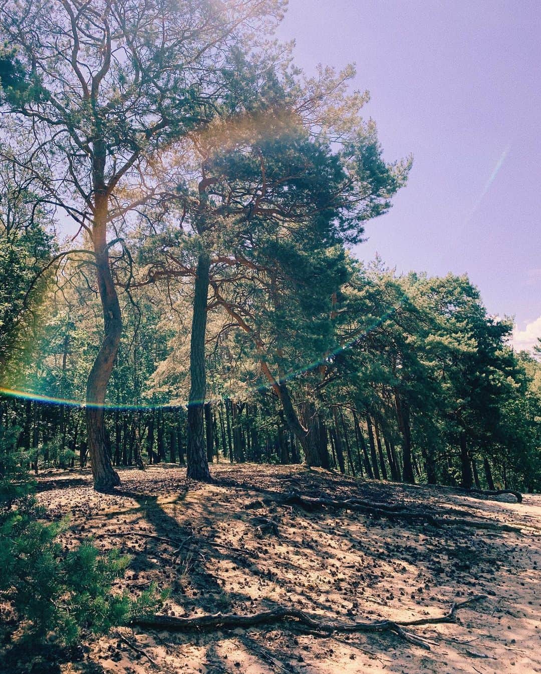 STIL IN BERLINのインスタグラム：「No canyon, but a great place to stretch your legs. #hikeberlin」