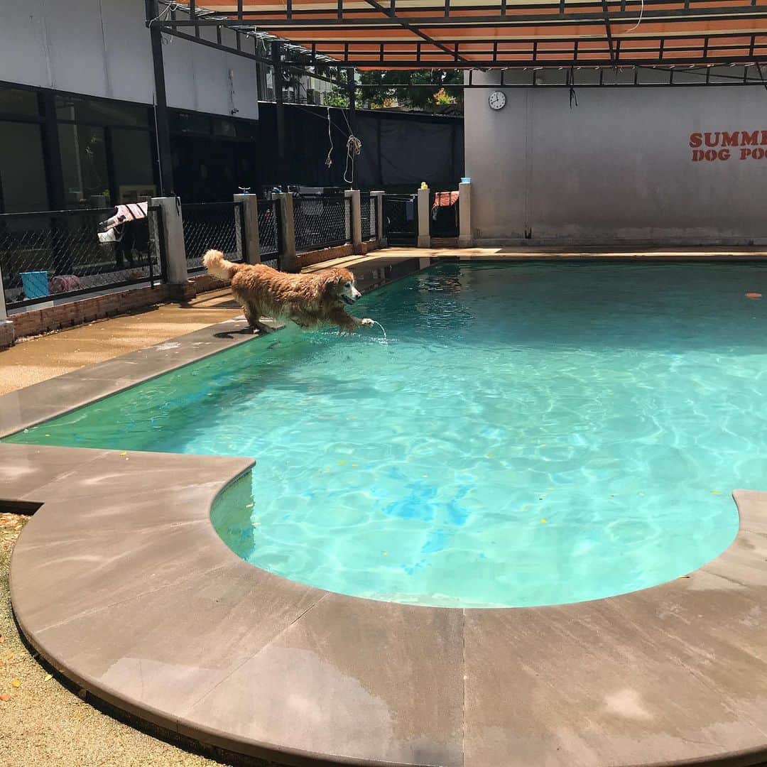 Hoykong&Plamuekのインスタグラム：「#summerdogpool #hkpm」