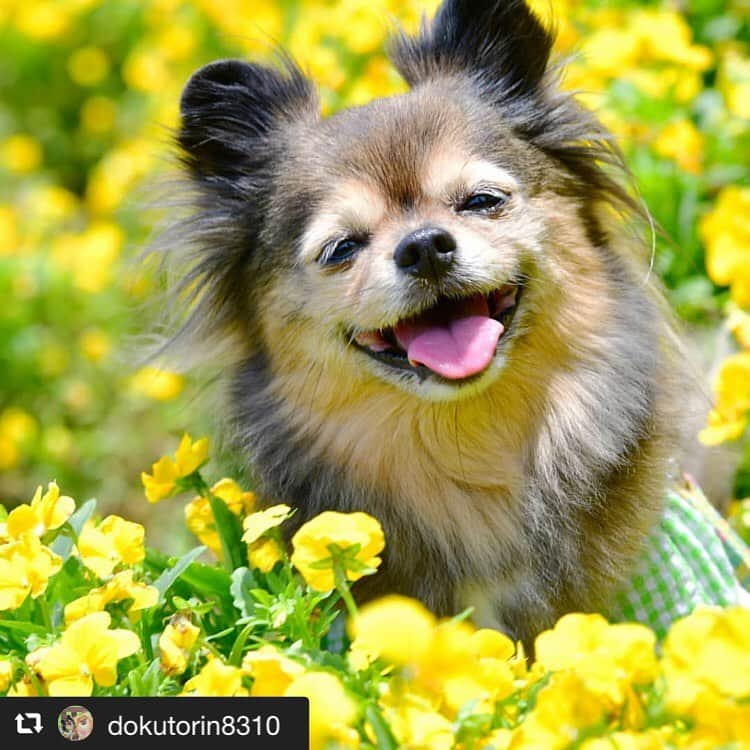 アイペット ペットスナップキャンペーンさんのインスタグラム写真 - (アイペット ペットスナップキャンペーンInstagram)「黄色いお花とすてきな笑顔でハッピーオーラ全開！﻿ これからも色々な場所へ出かけて、この笑顔を見ていたいですね😊﻿ ⠀﻿ Repost⇒@dokutorin8310 あんずちゃん❤️⠀﻿ ⠀﻿ 毎日たくさんのご投稿ありがとうございます♪⠀﻿ ご投稿いただいたお写真はこちらでご紹介しています❤️⠀⠀﻿ まだまだたくさんのご応募お待ちしています✨⠀﻿ ⠀﻿ 【★インスタ投稿キャンペーン開催中★】⠀⠀﻿ ⠀⠀﻿ 参加方法はとっても簡単♪⠀⠀﻿ ⠀⠀﻿ ①アイペットのアカウントをフォロー！⠀⠀﻿ ②月ごとのお題に沿ったペット写真を撮り、⠀﻿ ＃お題 #ipet #今日のうちの子　を付けて投稿！⠀⠀﻿ ⠀⠀﻿ ご参加いただいた方の中から、⠀⠀﻿ 抽選で毎月3名様に『投稿写真入りコースター』をプレゼント🎁⠀⠀﻿ ⠀⠀﻿ 6月のお題→→「#花とうちの子 」⠀⠀﻿ ⠀⠀﻿ #花とうちの子 #ipet #今日のうちの子⠀⠀﻿ を付けたたくさんの投稿お待ちしております！.⠀⠀⠀﻿ ⠀⠀﻿ .※投稿していただいたお写真は当社公式アカウントよりご紹介する場合がございます。⠀⠀⠀⠀⠀⠀⠀⠀⠀⁣⠀⁣⠀⁣⠀⠀﻿ ⠀⠀﻿ #アイペット . ⠀⠀⠀⠀⠀⠀⠀⠀⠀⁣⠀⁣⠀⁣⠀⠀﻿ #犬 #dog #dogs #dogstagram #dogsofinstagram #cutedog #ilovedogs #doglover #pet #cane #perro #perra #わんこ #わんこだいすき #犬好きな人と繋がりたい　#犬がいる生活 #犬親バカ #ポペットフレンズ #犬好きな人と繋がりたい #犬のいる暮らし #癒し犬⠀⠀⠀⠀⠀⠀﻿ ⠀⠀⠀⠀⠀⠀⠀⠀⁣⠀⁣⠀⁣⠀⠀﻿ #アイペット広報⠀﻿﻿」6月24日 17時38分 - ipet__ins