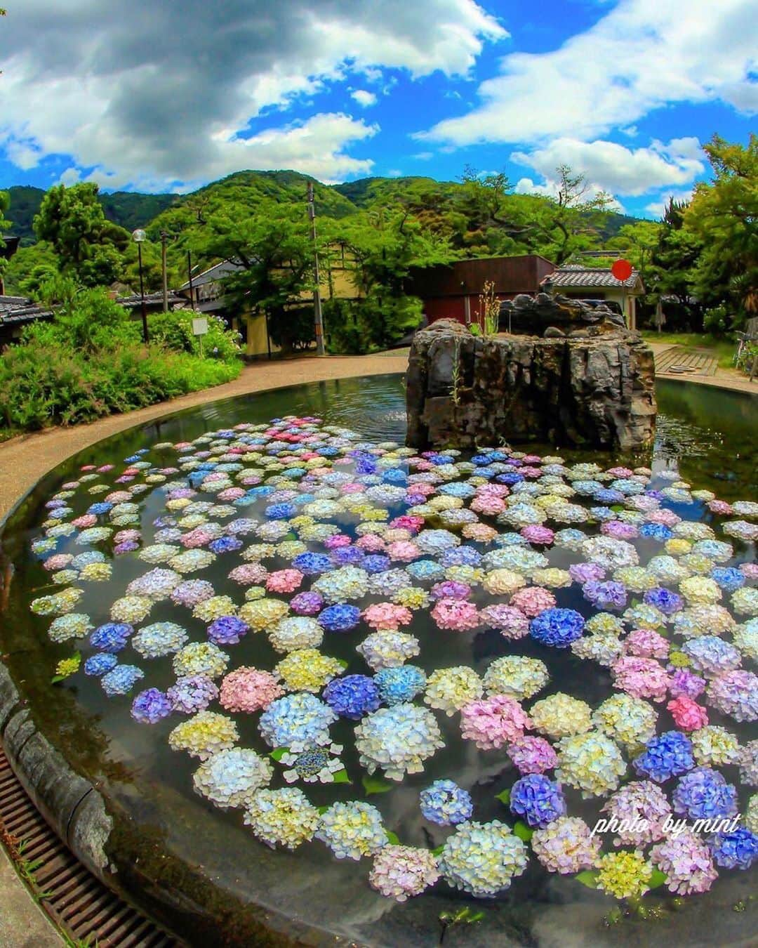 エイチ・アイ・エスさんのインスタグラム写真 - (エイチ・アイ・エスInstagram)「本日の1枚 🚩大阪府・「久安寺」 📸@kt_lv_mint さん 🎙ご本人コメント Beautiful hydrangea pond💠💖🧡💛💚💙 久安寺 紫陽花の池 . 今年も久安寺の紫陽花を見てきました〜😆💠✨ 紫陽花の供養のために池に浮かべられているそうです。 紫陽花さんも喜んでるかな？ 今年は浮かべ始めて、割とフレッシュな状態で観れたので、イキイキして美しかったです💠✨😍 ＊＊＊＊＊＊ こんばんは😊 本日も #アジサイ旅のセカイ2019 で国内・海外の紫陽花スポットでのお写真をご紹介します💁🏻‍♀️ すでに、投稿頂いたみなさま、ありがとうございます！ (お写真募集：6/26(水)まで) 6/27(金)に、ギャラリーに9枚の素敵なお写真を揃え 「行ってよかった紫陽花スポット9選！」という記事を弊社メディア「Like the World」UPさせて頂き各SNSアカウントでもご紹介させて頂きます！ ＊＊＊＊＊＊ 先日までご紹介したお写真を使わせて頂き、 「2019年版！旅好きが選んだ！アジアリゾート魅惑スポット9選！」 記事を、弊社メディア「Like the World」にUPし、各SNSアカウントでもご紹介させて頂きました✨ ぜひ、プロフィール画面のURLから、ご覧ください！ @his_japan ＊＊＊＊＊＊ 今月の旅の思い出は @his_japanをタグ付け頂き #LW6月の旅 で投稿お待ちしてます😃 (厳選させて頂いたお写真を使わせて頂き 弊社メディア「Like the World」で 記事をUPさせていただく予定です。)」6月24日 17時39分 - his_japan