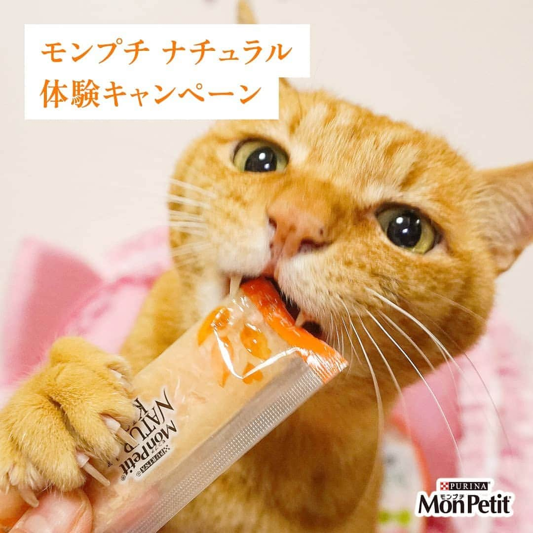 Purina Mon Petit Japanのインスタグラム