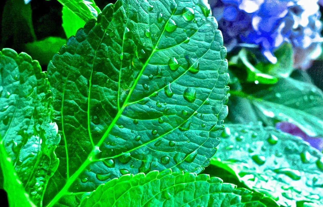 のインスタグラム：「雨を疎ましく思う者もいれば、雨を愉しむ者もいる。  #photo #photography #photooftheday #beautiful #beautifulphoto #green #leaf #rain #rainyseason #life #tokyo #japan」