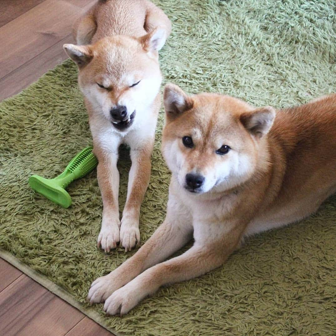 柴犬たま Shibainu Tamaのインスタグラム