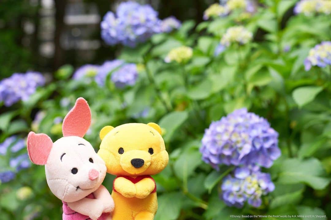 ちょっこりさん【公式】のインスタグラム：「#20190624 * 鮮やかな色にうっとり。 * #ちょっこりさん #ディズニー#ディズニーグッズ #ぬい撮り#ぬいぐるみ #chokkorisan#disney #takaratomyarts #ぬいぐるみと撮り隊 #disney写真部 #ディズニーグッズ #ちょっこりさん好きな人とつながりたい」