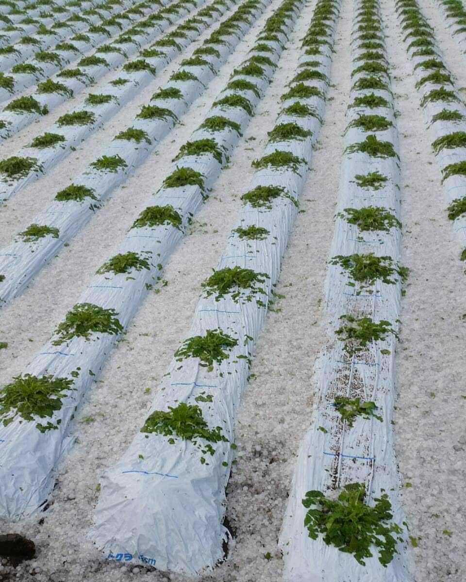 神長汐音さんのインスタグラム写真 - (神長汐音Instagram)「野菜終了のお知らせ。 人生で初めてかもってくらいの雹が降った。 #野辺山 #三沢 #私の家ではない #でもやばい」6月24日 19時08分 - shione.kaminaga