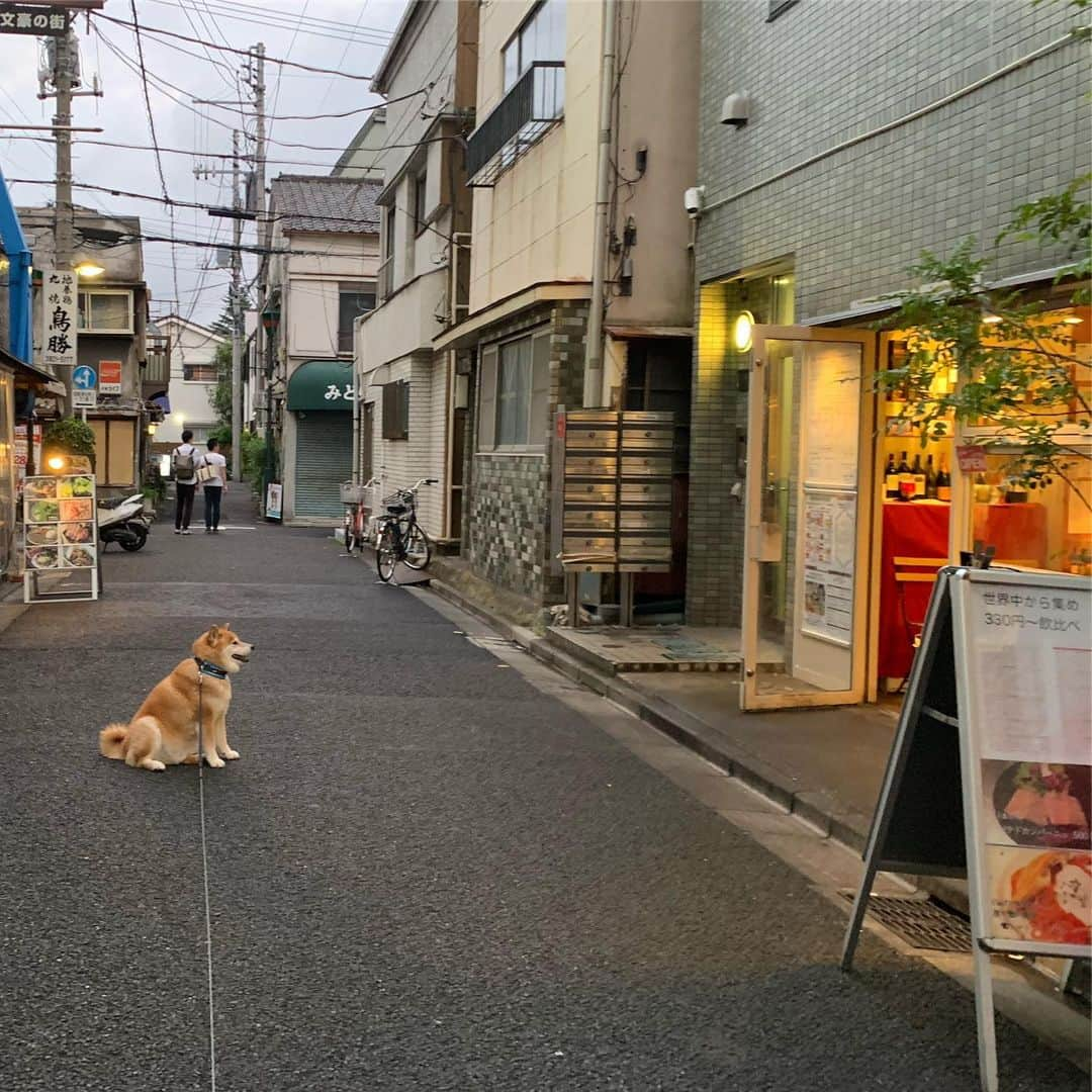 まる（まるたろう）さんのインスタグラム写真 - (まる（まるたろう）Instagram)「Let's make a stop at this place, daddy!!✨🐶✨パパ！ここのお店からいい匂いするよ。 #ちょっと寄って行こうよ #大丈夫 #じぇったいバレない #レシート貰わなければいける #動かないこと山の如し #根津の裏通り」6月24日 19時26分 - marutaro