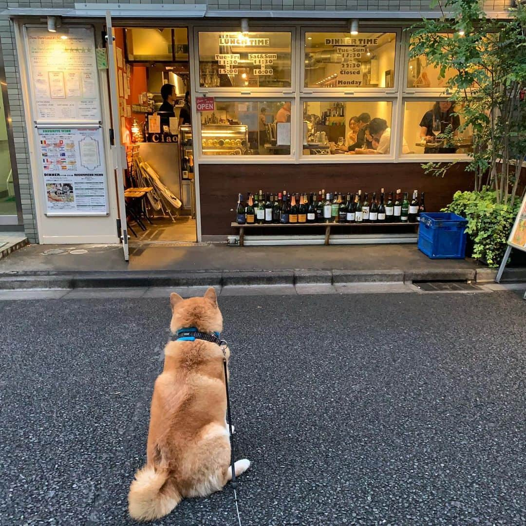 まる（まるたろう）さんのインスタグラム写真 - (まる（まるたろう）Instagram)「Let's make a stop at this place, daddy!!✨🐶✨パパ！ここのお店からいい匂いするよ。 #ちょっと寄って行こうよ #大丈夫 #じぇったいバレない #レシート貰わなければいける #動かないこと山の如し #根津の裏通り」6月24日 19時26分 - marutaro