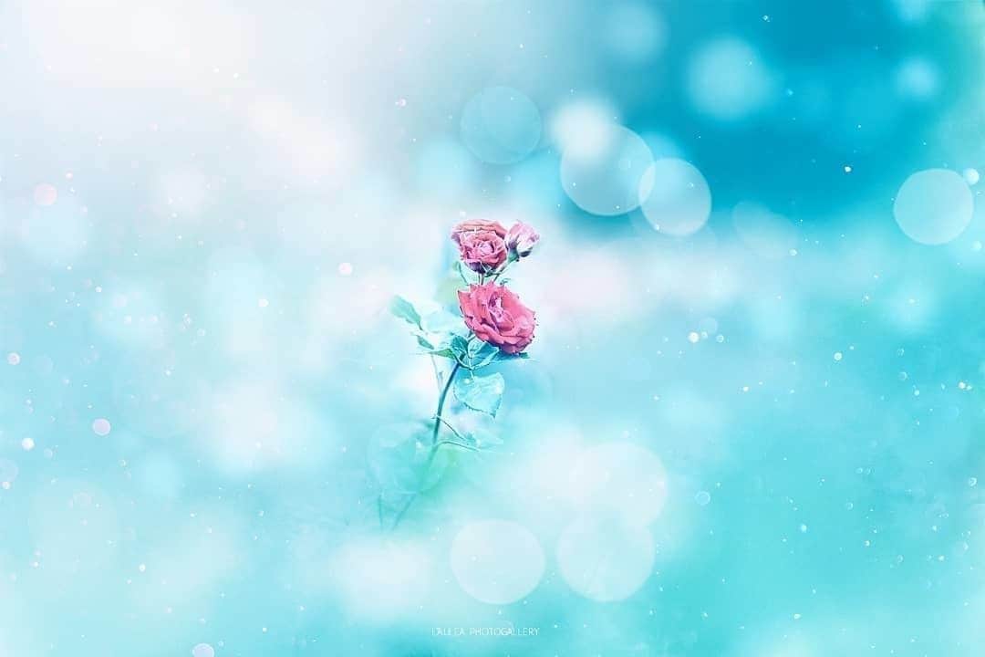 花の写真館のインスタグラム：「Photo by @laulea_xx.⠀ https://instagram.com/laulea_xx/⠀ .⠀ Original Post[投稿頂いたURL]⠀ https://www.instagram.com/p/ByPxosngQTo/⠀ .⠀ 本アカウントは、 #私の花の写真 をつけてInstagramに投稿された皆さまの花の写真や、「花の写真館」Facebookページで投稿された花の写真を紹介します。⠀ 「花の写真館」Facebookページは、「 @floral.photograph 」のプロフィールにあるURLからご覧ください。⠀ .⠀ #花の写真館 #floralphotograph #floralphoto #flower #flowers #富士フイルム #FUJIFILM⠀ Follow: @floral.photograph」