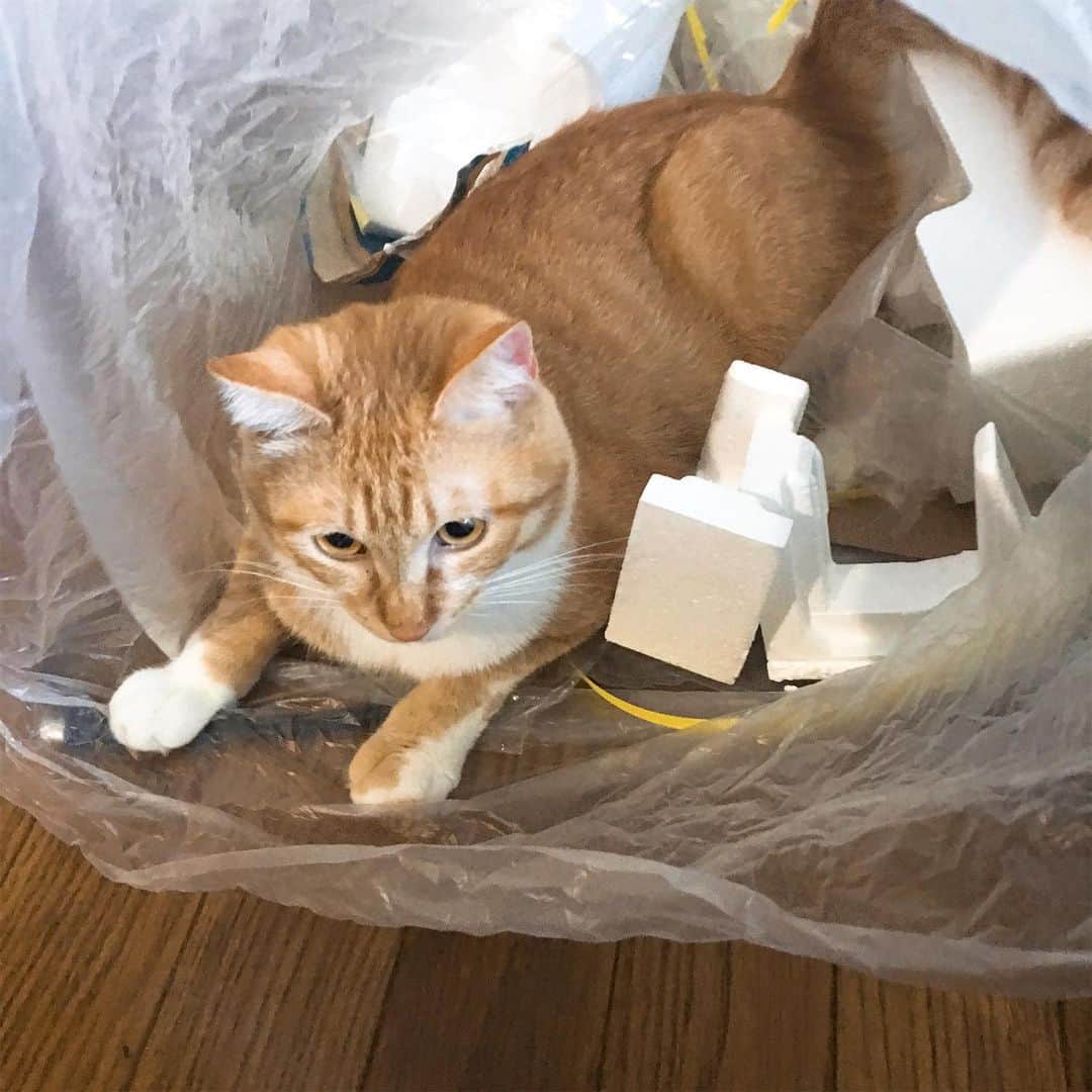 金巻ともこさんのインスタグラム写真 - (金巻ともこInstagram)「掃除の邪魔をするチャイ #kurohakuchai #tabby #orangetabby #cat #猫 #茶トラ」6月24日 19時32分 - tomotomoco