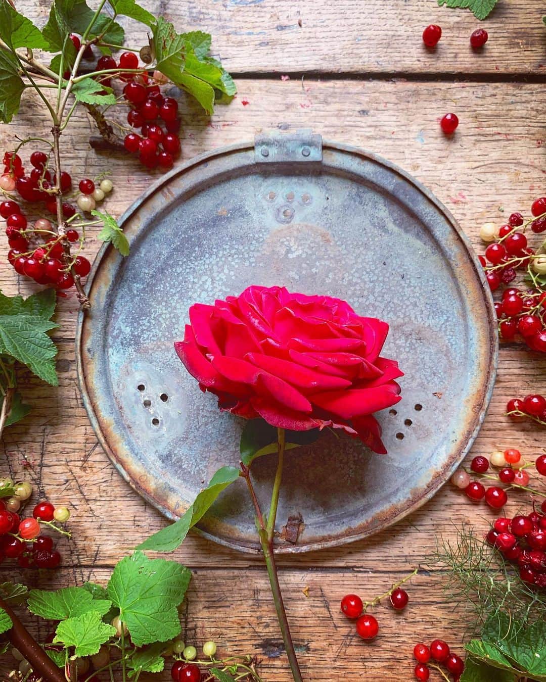 Tea and sittingのインスタグラム：「🌹🌿...this rose almost hurts my eyes!!! ♥️」