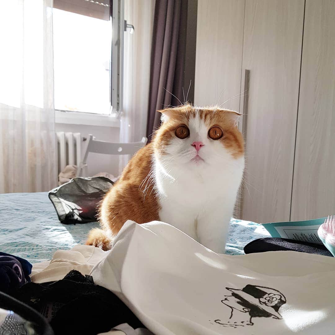 Nana _The Scottish Foldのインスタグラム：「Natural lighting shines her chubby beauty even more 😍 자연광 초미녀 나나뚠뚠 . . #고양이 #猫 #ねこ #スコ #cat #cats #catstagram #catsofinstagram #instagramcats #instacat #bestmeow #catoftheday #catsofworld #catsloversworld #catsofday #냥스타그램 #또앙 #귀여워 #냥이 #caturday #gatos #cats_of_instagram #ilovemycat #catselfie #kittensofinstagram #kittens #catsdaily #kucing #mao」