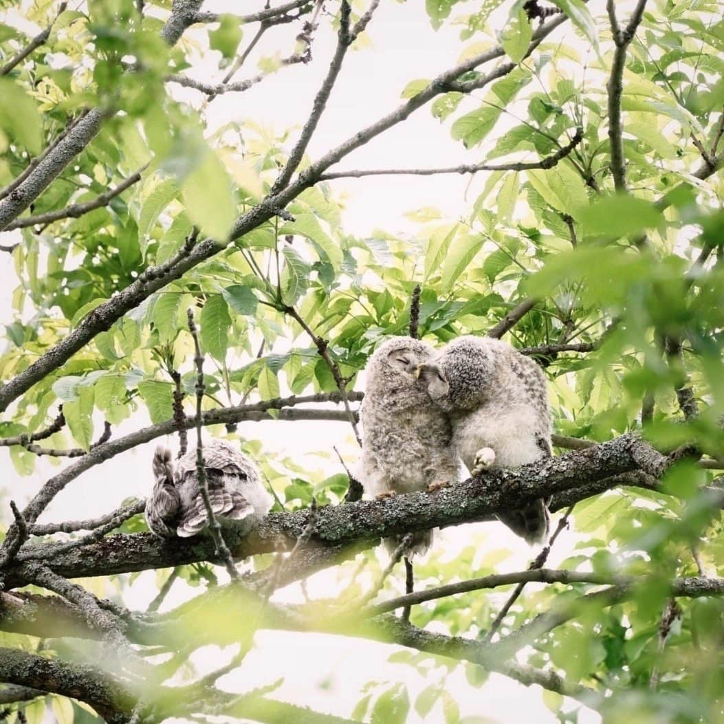 Hikaruのインスタグラム：「Happy time. . . . #instagram #instagramjapan #igersjp #東京カメラ部 #tokyocameraclub #natgeo #yourshotphotographer #sony #bealpha #SonyAlpha #SonyImager #pashadelic #naturephotography #naturegeography #Owl #エゾフクロウに会いたい  #lovers_nippon #photogrena_nature #photo_shorttrip #japan #visitjapanjp #longexposure_japan #hokkaido #写真好きな人と繋がりたい #北海道 #A7RM3 #Japan_ilc #SonyAlphaAnimalPortrait」