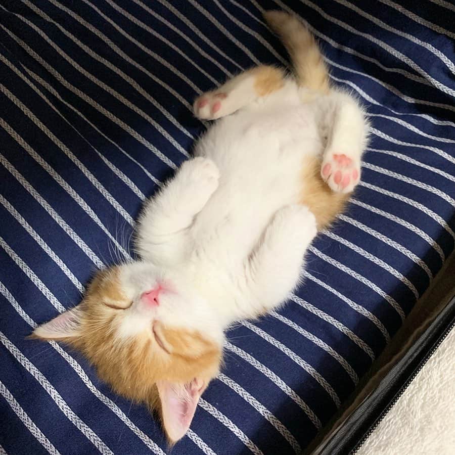 9GAGさんのインスタグラム写真 - (9GAGInstagram)「“So what did you do over the weekend?” Me:  By @chavata2023  @meowed #sleeping #cat #9gag」6月24日 19時54分 - 9gag