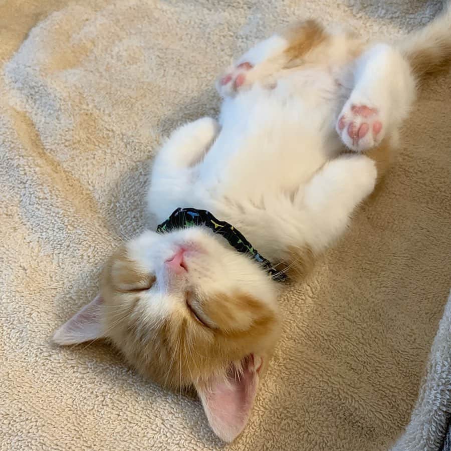 9GAGさんのインスタグラム写真 - (9GAGInstagram)「“So what did you do over the weekend?” Me:  By @chavata2023  @meowed #sleeping #cat #9gag」6月24日 19時54分 - 9gag