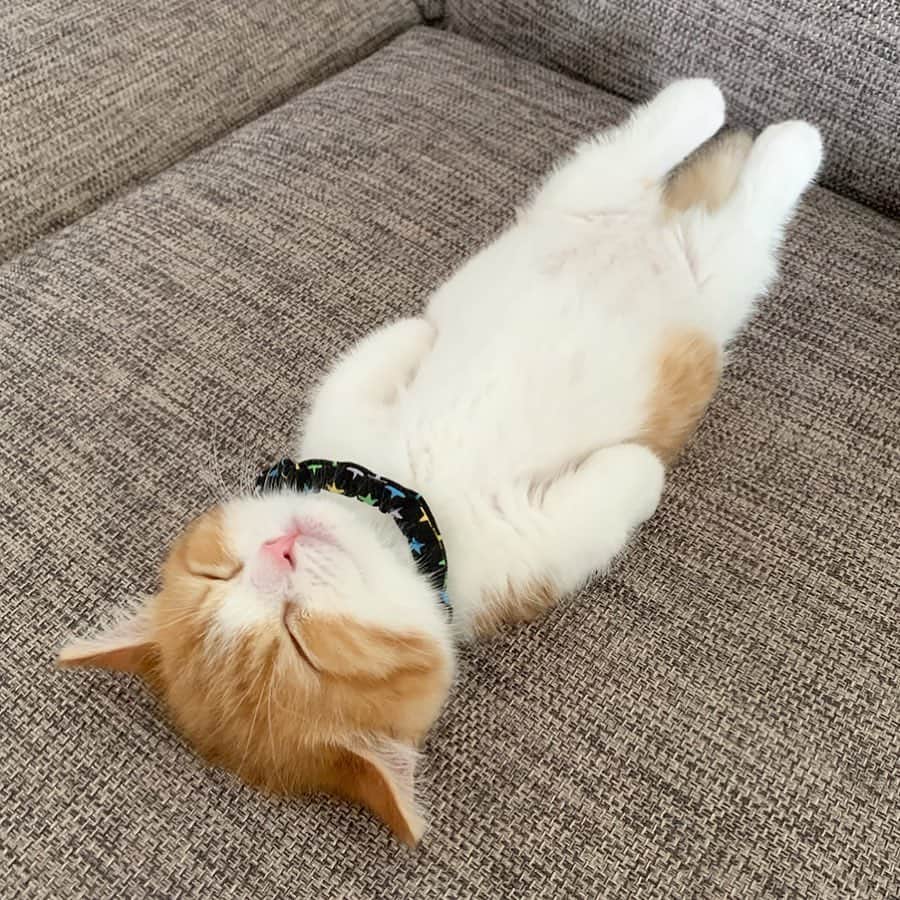 9GAGさんのインスタグラム写真 - (9GAGInstagram)「“So what did you do over the weekend?” Me:  By @chavata2023  @meowed #sleeping #cat #9gag」6月24日 19時54分 - 9gag