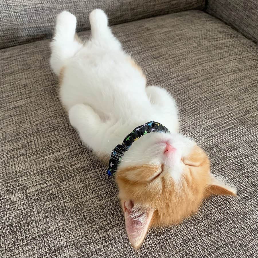 9GAGさんのインスタグラム写真 - (9GAGInstagram)「“So what did you do over the weekend?” Me:  By @chavata2023  @meowed #sleeping #cat #9gag」6月24日 19時54分 - 9gag