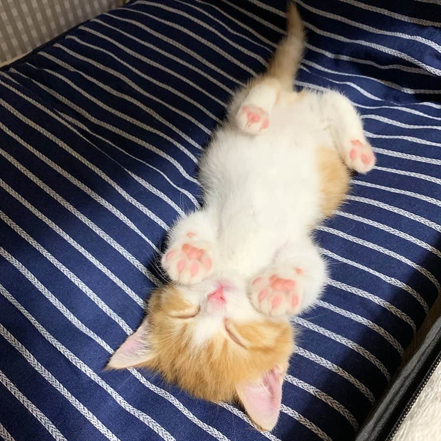 9GAGさんのインスタグラム写真 - (9GAGInstagram)「“So what did you do over the weekend?” Me:  By @chavata2023  @meowed #sleeping #cat #9gag」6月24日 19時54分 - 9gag