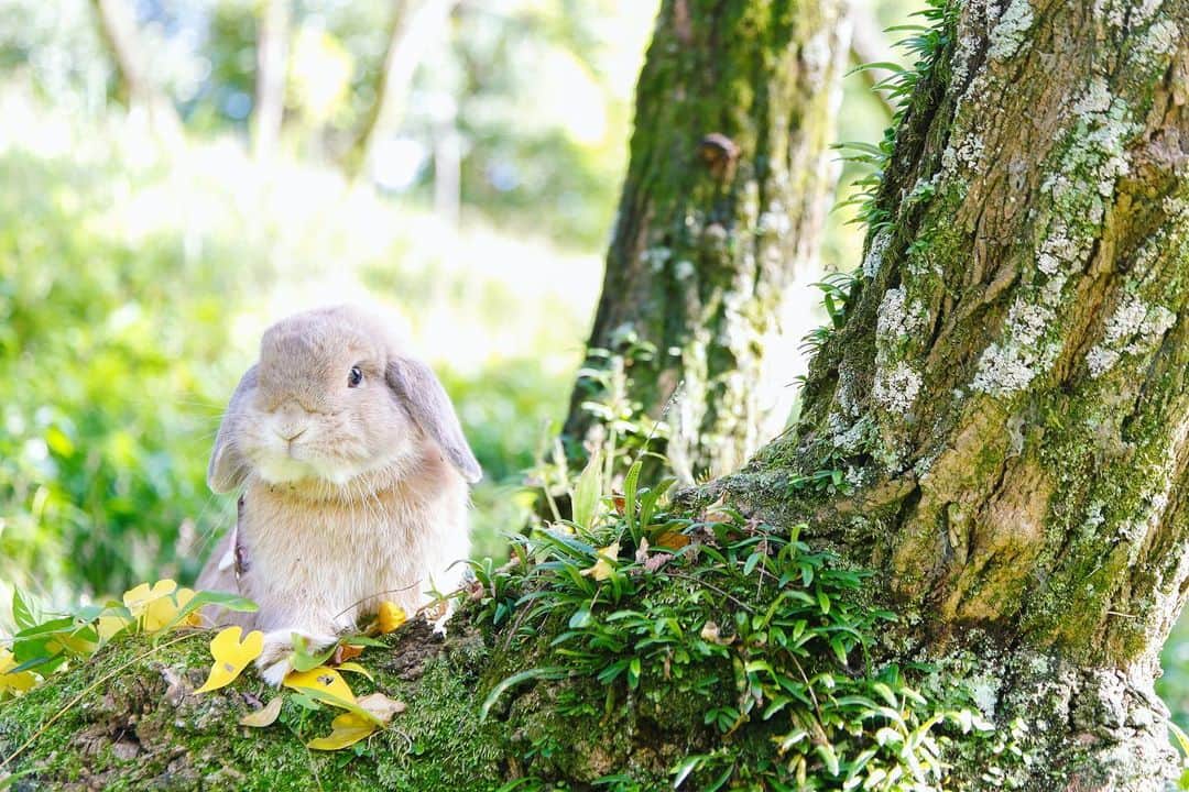 のインスタグラム：「植物の生命力✨🌱 肋骨治ったのでマイナスイオン吸いに行きたいです😂 不思議だよね、あんなに痛かったのにある日ふと痛みが消えるなんて(笑) ＊ ＊ ＊ #うさぎ #rabbit #bunny #ふわもこ部  #WeeklyFluff #igersjp  #tokyocameraclub #東京カメラ部  #神戸カメラ部  #bunnystagram  #うさぎ部 #ホーランドロップ #hollandlop  #ファインダー越しの私の世界 #art_of_japan #aoj_bokeh」