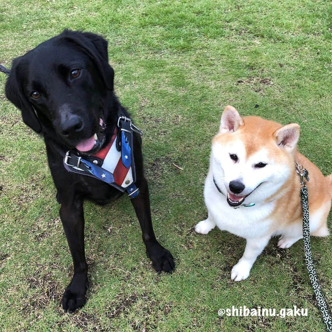 Kazumi-Gakumamaさんのインスタグラム写真 - (Kazumi-GakumamaInstagram)「夕方の散歩で、久しぶりに幼なじみの黒ラブ「ルーク」に会ってごきげんの岳➰🐕 *  ここにもうひとりの幼なじみ「ハルちゃん🐕」が居たら最高だったんだけどね〰️😔 *  でも、秋にはハルちゃん、ルークを含んだ近所の仲良し散歩友達5家族で、ドッグリゾートWoofに行く予定だから今から楽しみだね〜😆 🐾----*----*----*----🐾 In the evening walk, I met after a long time with Laku, a black labrador of Gaku's childhood friend🐕🐶💕 🐾----*----*----*----🐾 #柴犬 #岳 #柴犬岳 #柴犬ガク#gaku #shibainugaku #shiba #shibainu #shibastagram #pecoいぬ部 #ペコいぬ部  #pecotv #いぬすたぐらむ #ふわもこ部 #ワンフルエンサー  #ルーク #黒ラブ #幼なじみ #同じ屋根の下 #childhoodfriend #20190624」6月24日 20時16分 - shibainu.gaku