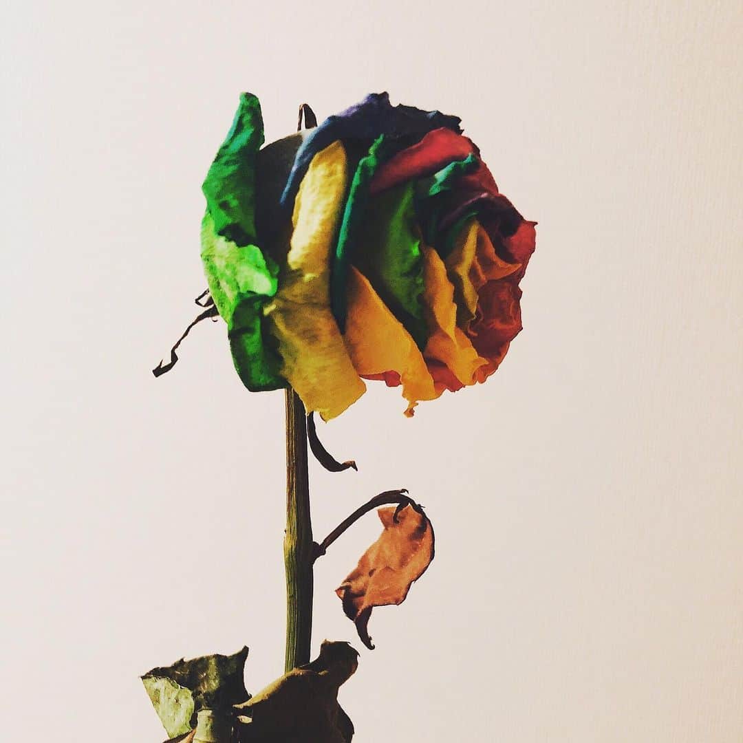 定平佳子さんのインスタグラム写真 - (定平佳子Instagram)「レインボーローズ  お花は、儚いからこそ、美しいね 🥀  綺麗に咲いて、散っていくのなら、それでいいかな 永遠なんて、この世にはないし  一方で、花すら咲かせられず、その上 踏み潰されて 傷付けられて、枯れていくのは、悲しすぎる  その差は、なんなんやろう。  #レインボーローズ #虹色の薔薇 #薔薇 #rainbowrose #奇跡 #花言葉」6月24日 20時19分 - yoshiko_doll
