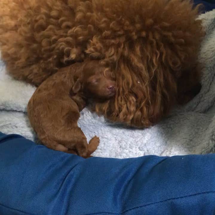 ももちゃん & まろんたんのインスタグラム：「ひなに枕にされてる赤ちゃん😂 からの、反撃してる？？ ・ ・ #dog #dogs #dogstagram #poodle #poodles #poodlelove #poodleclub #toypoodle #toypoodles #toypoodlelove #toypoodleclub #east_dog_japan #all_dog_japan #ig_poodle #poodlesofficial #ふわふわ #ふわもこ部 #トイプードル #トイプードル部 #トイプードル大好き #トイプードル多頭飼い #まろんたん #ティーカッププードル #わんこなしでは生きていけません会 #pecoいぬ部 #joker六本木ヒルズ店 #トリミング #ももちゃん #toypoodleofficial #puppy」