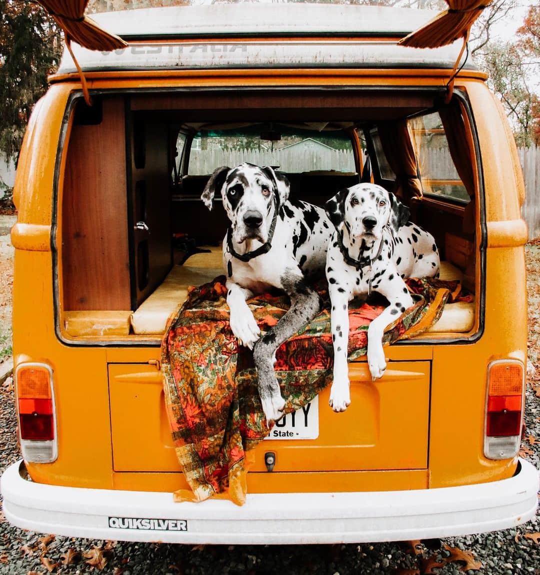 DogsOf Instagramのインスタグラム：「“Our favorite hang out SPOT 🖤” writes @riptideandtsunami  #dogsofinstagram」