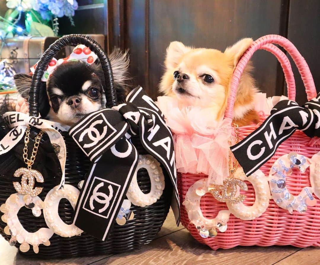 kayoのインスタグラム：「* * とっても可愛いプレゼントありがとう〜😍🎁❤️✨✨ * * めろん🍈＆雛いちご🍓 * * #chihuahua#chihuahualove#dogstgram#dog#instadog#チワワ#チワワ大好き * *」