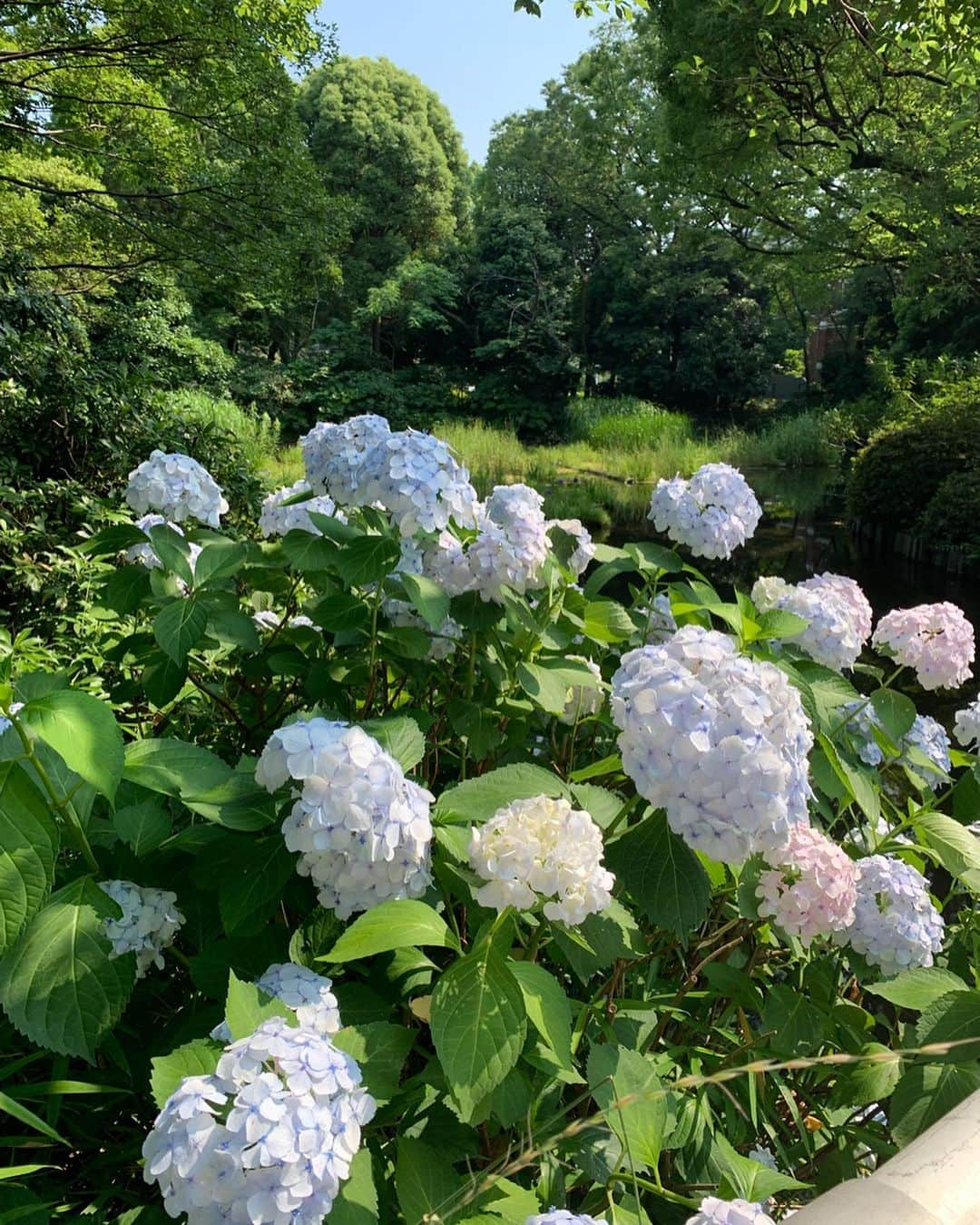 宮田綾子さんのインスタグラム写真 - (宮田綾子Instagram)「ハイヒールLOVERS Ayako⁑  紫陽花が綺麗💠💠💠 見れて良かったー  全身コーデはのちほど  ___________________★ ___________________﻿﻿﻿﻿ 7/7(日)インスタセミナー 男女 6/28締切  詳細は @ayako__miyata プロフィールURL よりご覧ください﻿﻿﻿﻿ ___________________★ __________________  #ハイヒールLOVERS #宮田綾子 #あじさい #紫陽花 #アジサイ #ガクアジサイ #北の丸公園 #千鳥ヶ淵 #九段下 #hydrangea #hydrangeas #flowers #ダレカニミセタイハナ #公園 #tokyo #tokyolife #japan #梅雨 #梅雨の花 #梅雨の晴れ間」6月25日 7時05分 - ayako__miyata