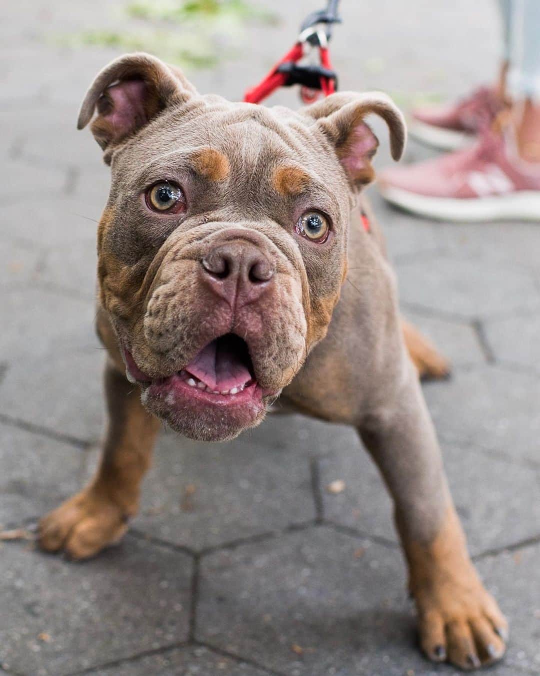 The Dogistさんのインスタグラム写真 - (The DogistInstagram)「Bruce, Olde English Bulldogge (4 m/o), Washington Square Park, New York, NY • “He gets terribly embarrassed about everything, especially if he falls off the couch.”」6月25日 7時02分 - thedogist