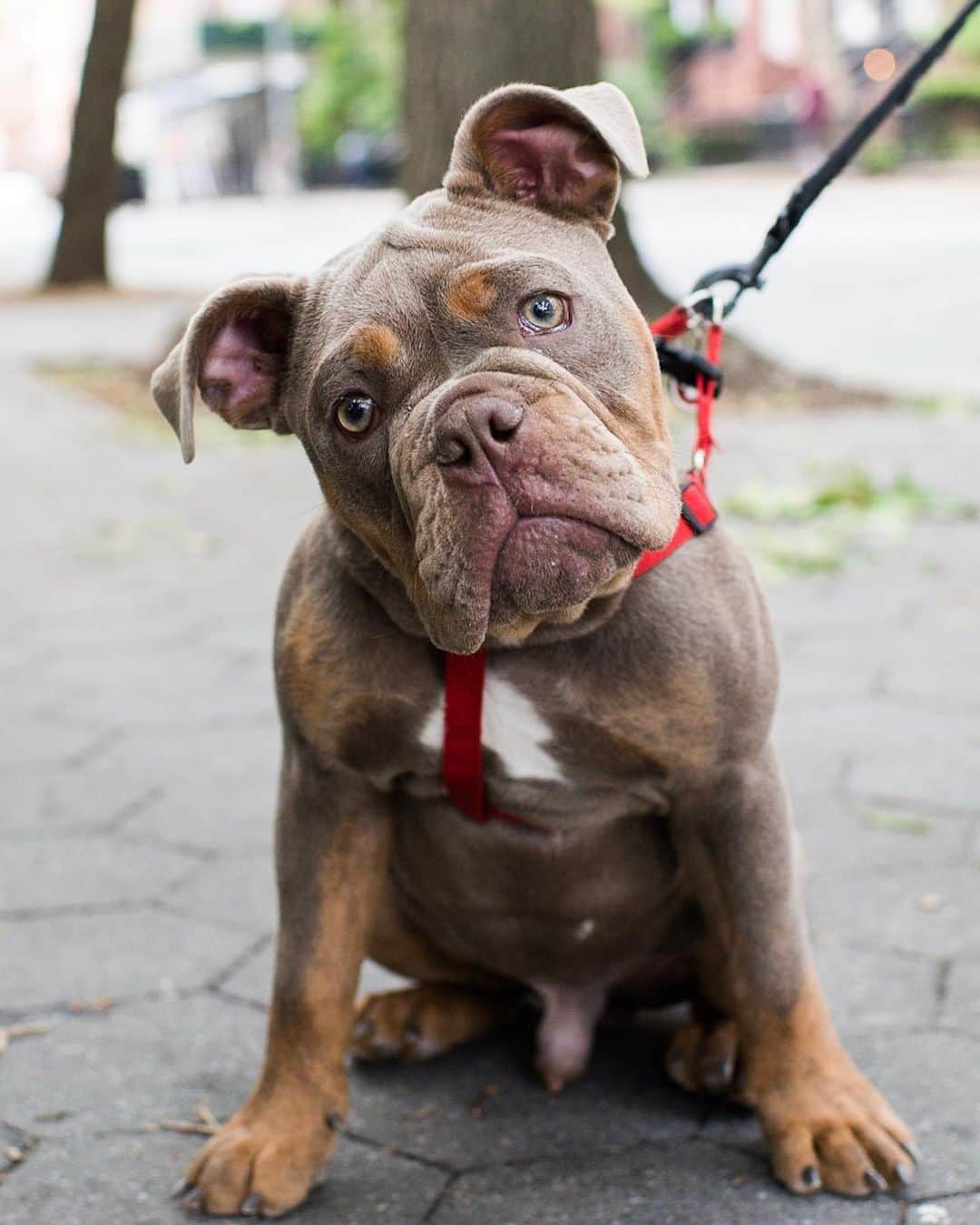 The Dogistさんのインスタグラム写真 - (The DogistInstagram)「Bruce, Olde English Bulldogge (4 m/o), Washington Square Park, New York, NY • “He gets terribly embarrassed about everything, especially if he falls off the couch.”」6月25日 7時02分 - thedogist