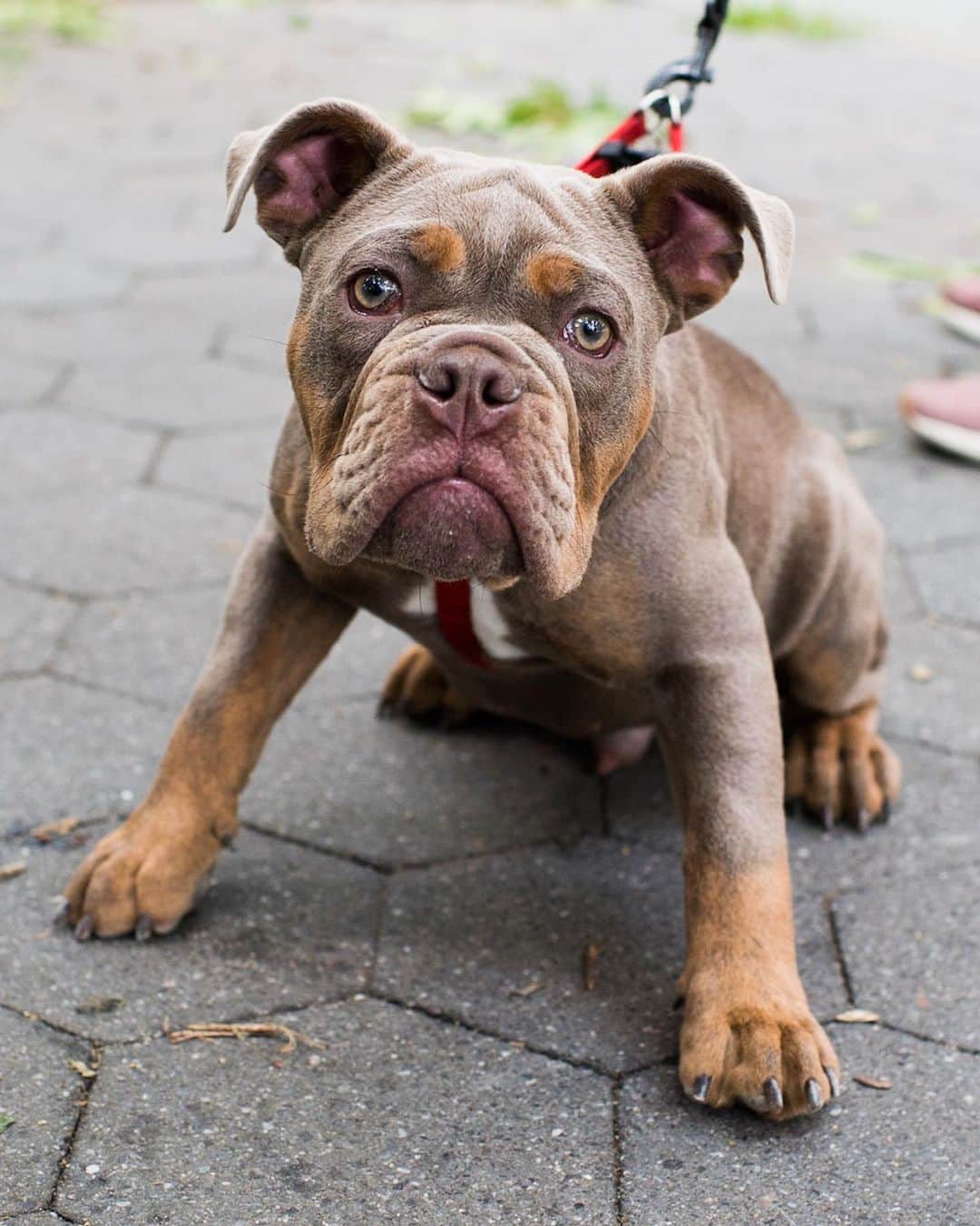 The Dogistさんのインスタグラム写真 - (The DogistInstagram)「Bruce, Olde English Bulldogge (4 m/o), Washington Square Park, New York, NY • “He gets terribly embarrassed about everything, especially if he falls off the couch.”」6月25日 7時02分 - thedogist
